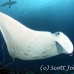 ray_manta_gc_h_0169_pal2703.jpg
